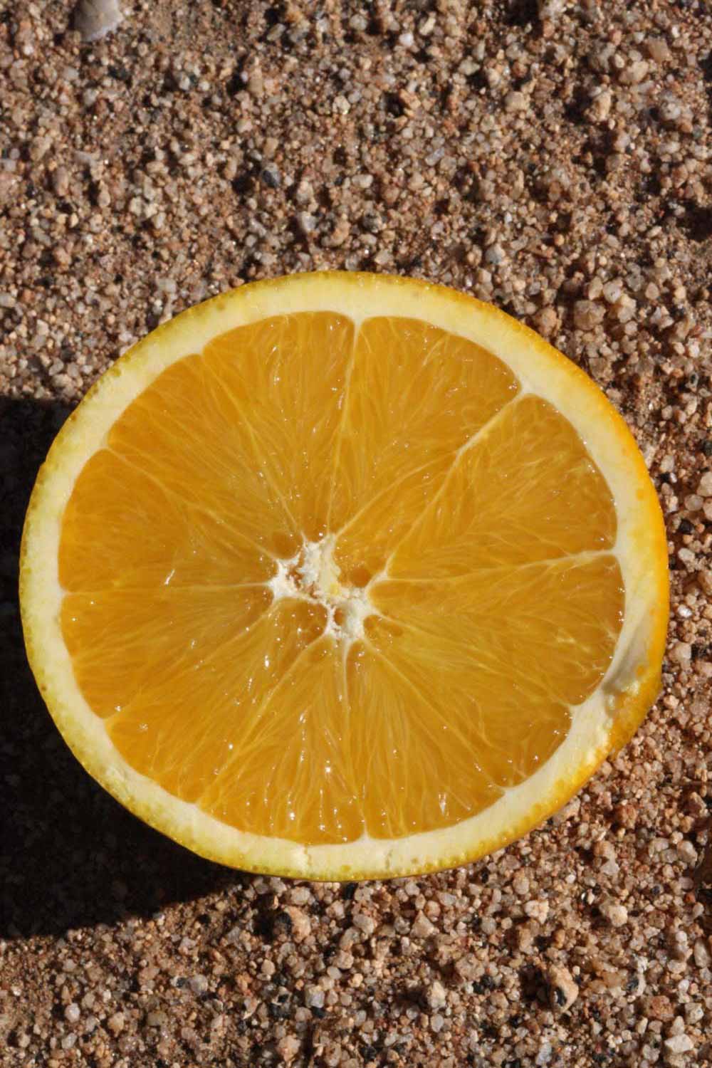            Fruit cross-section (Riverside, CA)   